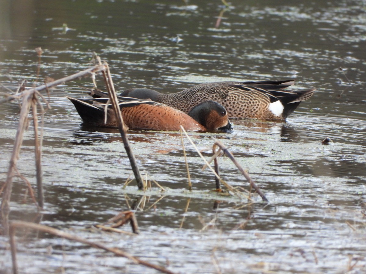Blue-winged x Cinnamon Teal (hybrid) - ML326081651