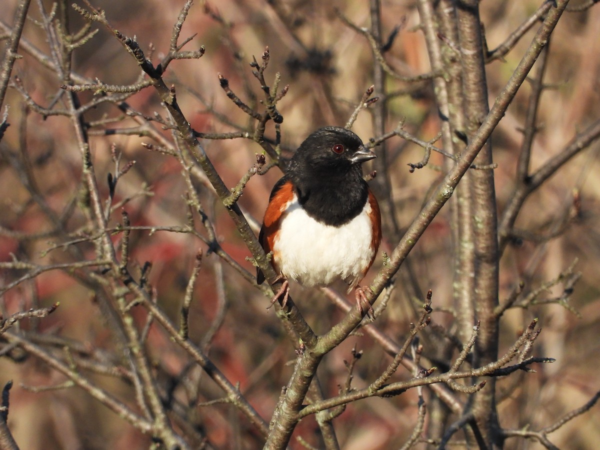 Eastern Towhee - ML326081781