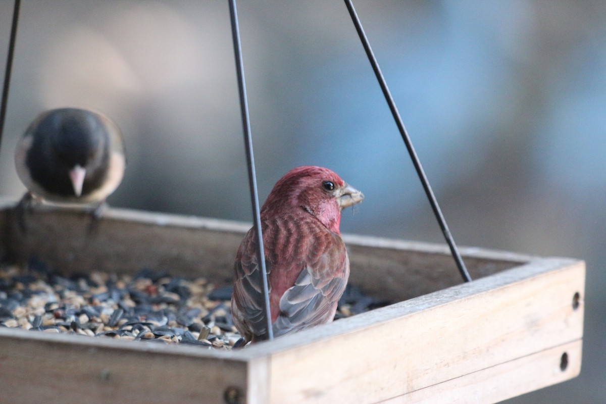 Purple Finch - ML326083111