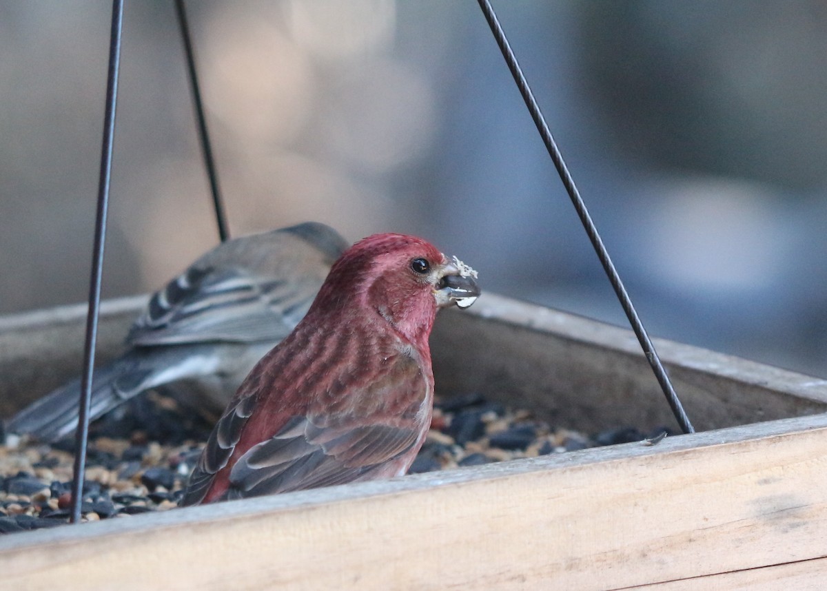 Purple Finch - ML326083141