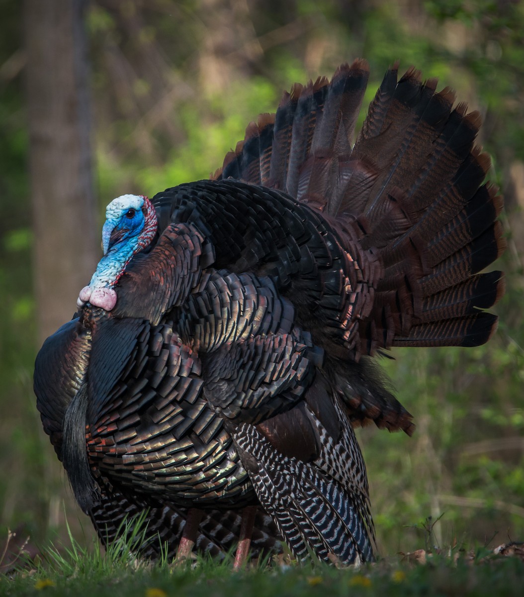 Wild Turkey - ML326083661