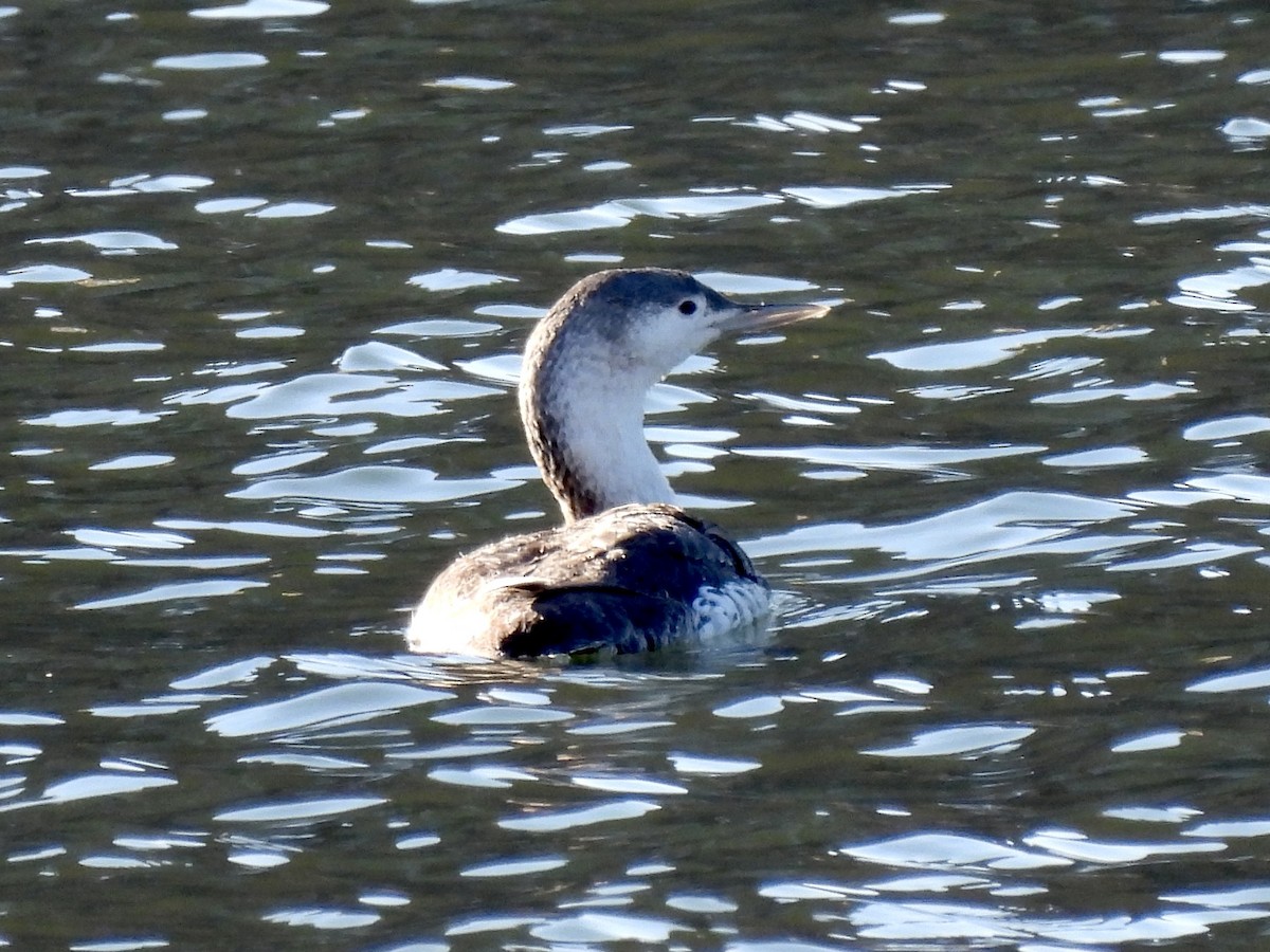 Red-throated Loon - ML326085591