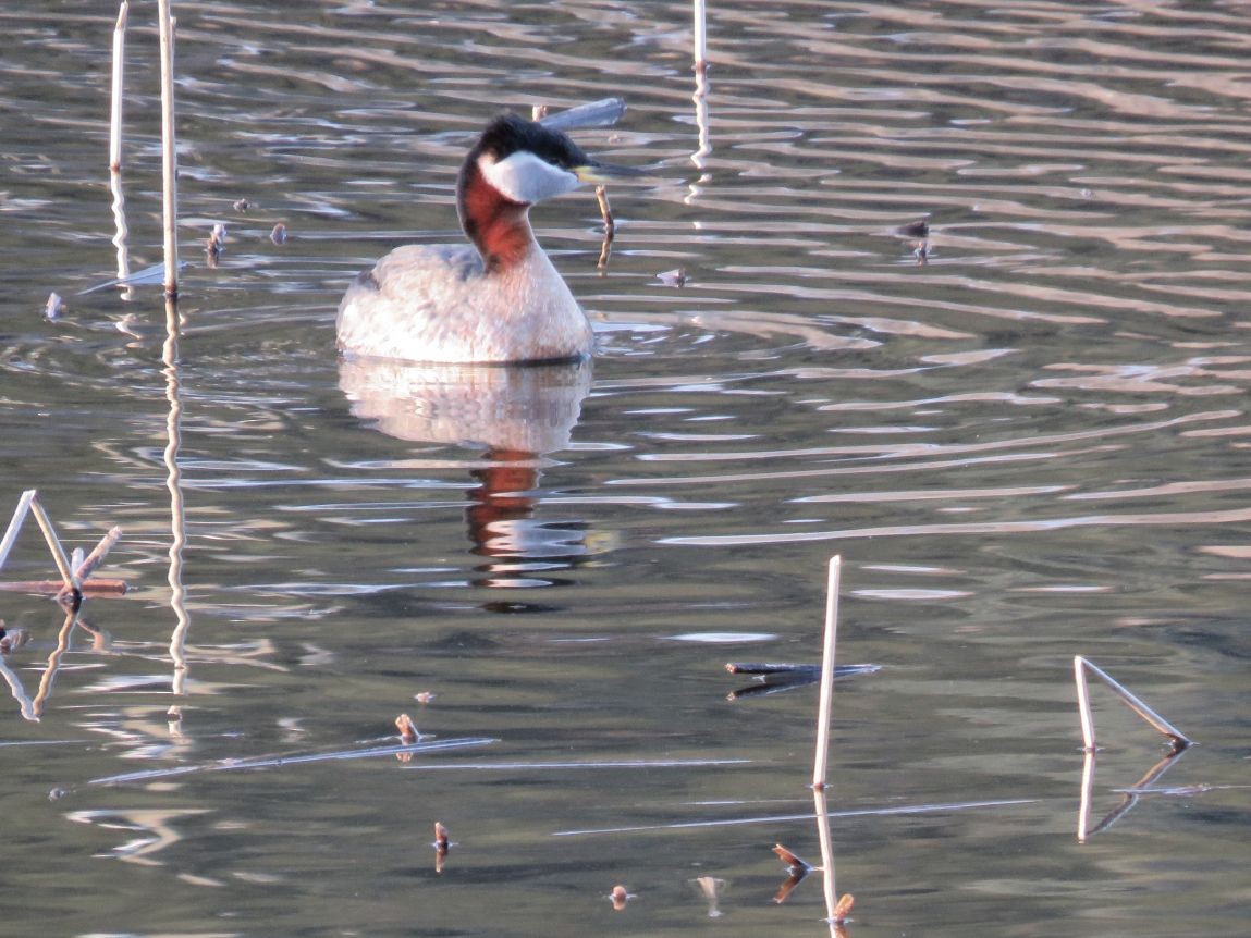 Red-necked Grebe - ML326085601