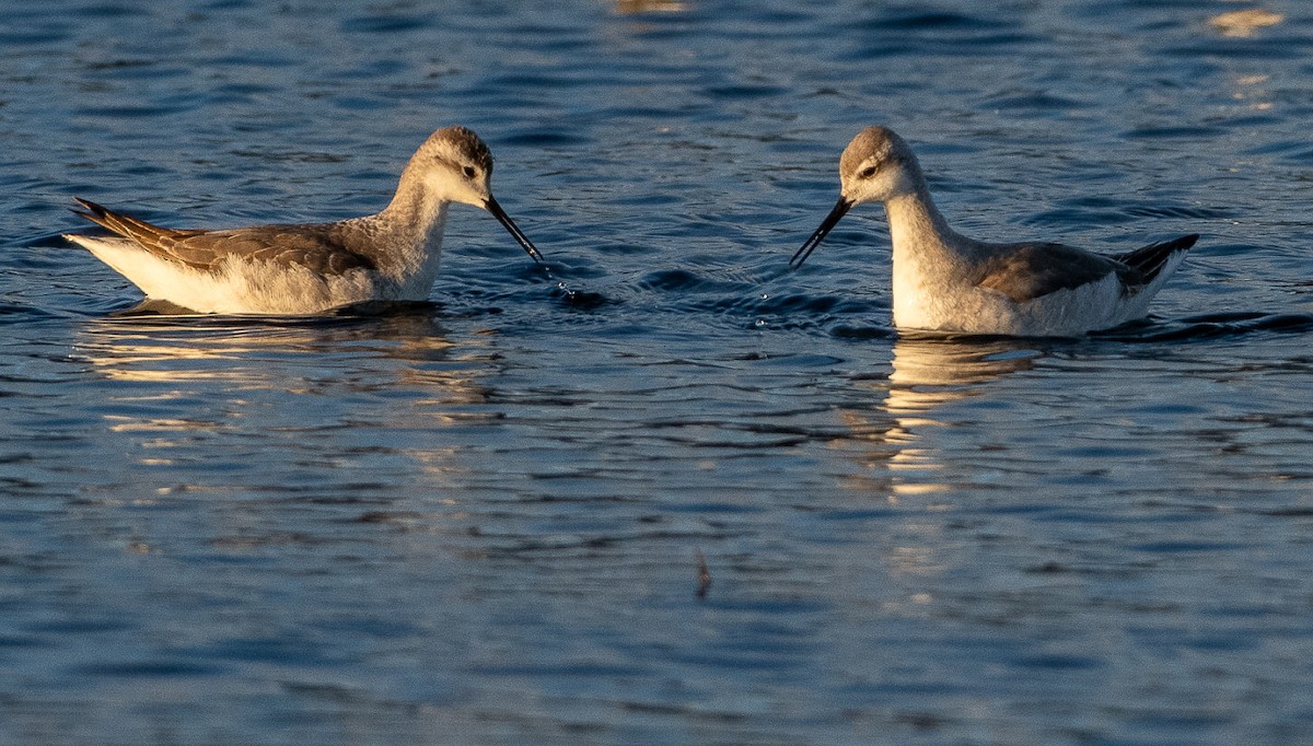 Wilson's Phalarope - Jorge Lopez Moreno