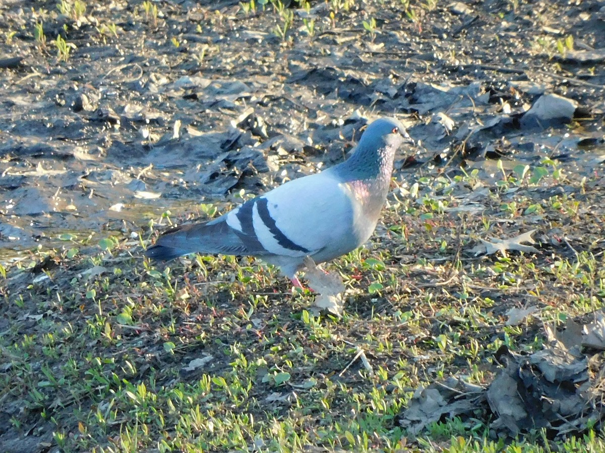 Rock Pigeon (Feral Pigeon) - ML326086951