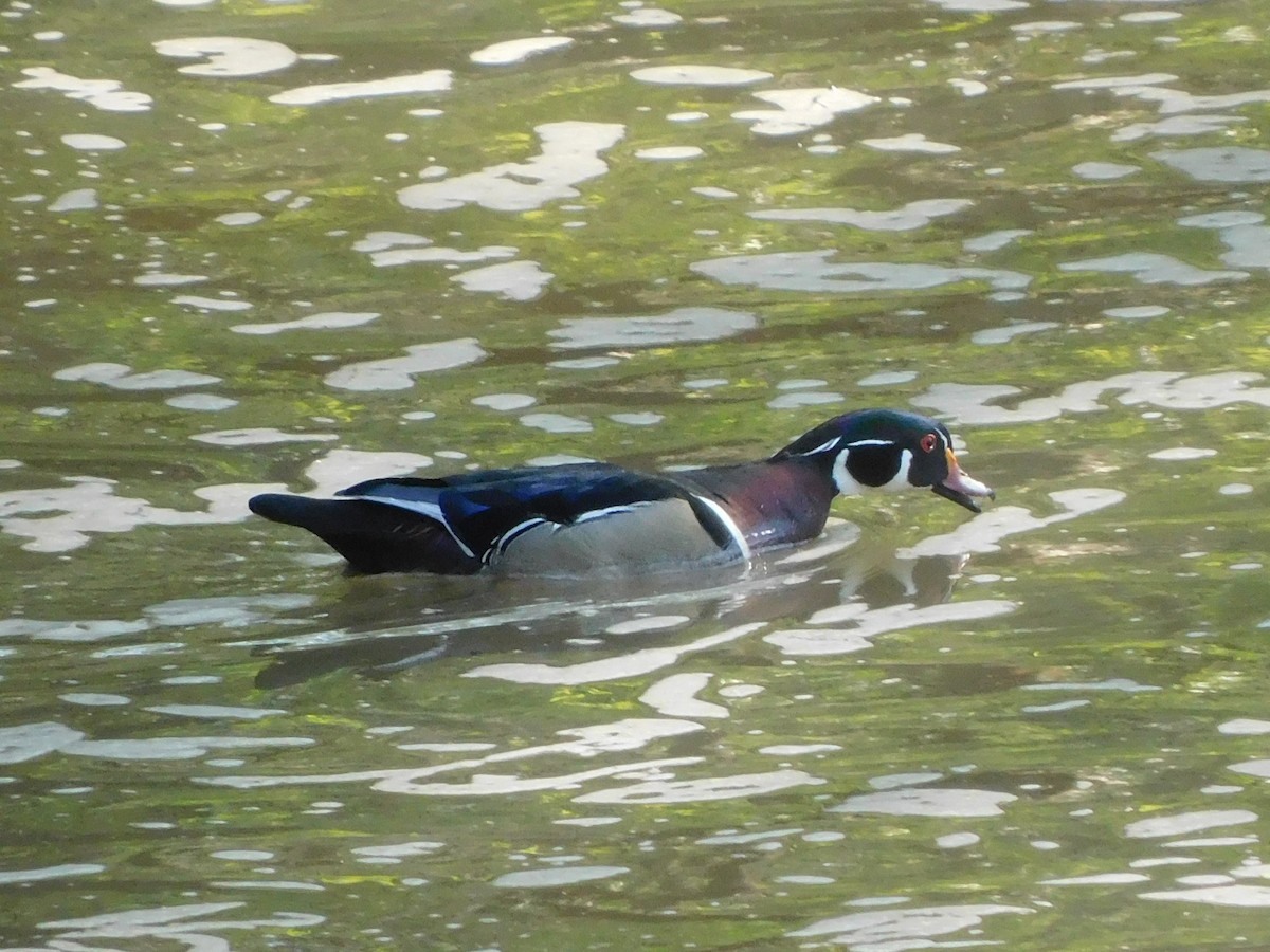 Wood Duck - ML326087031