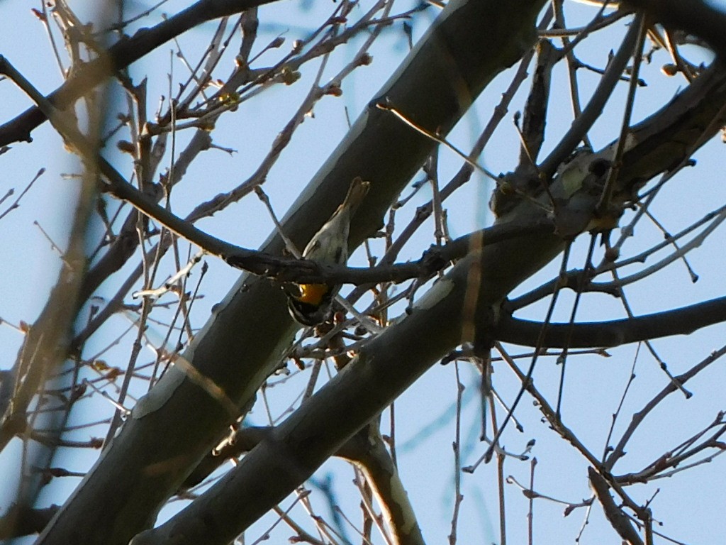 Yellow-throated Warbler - ML326087301