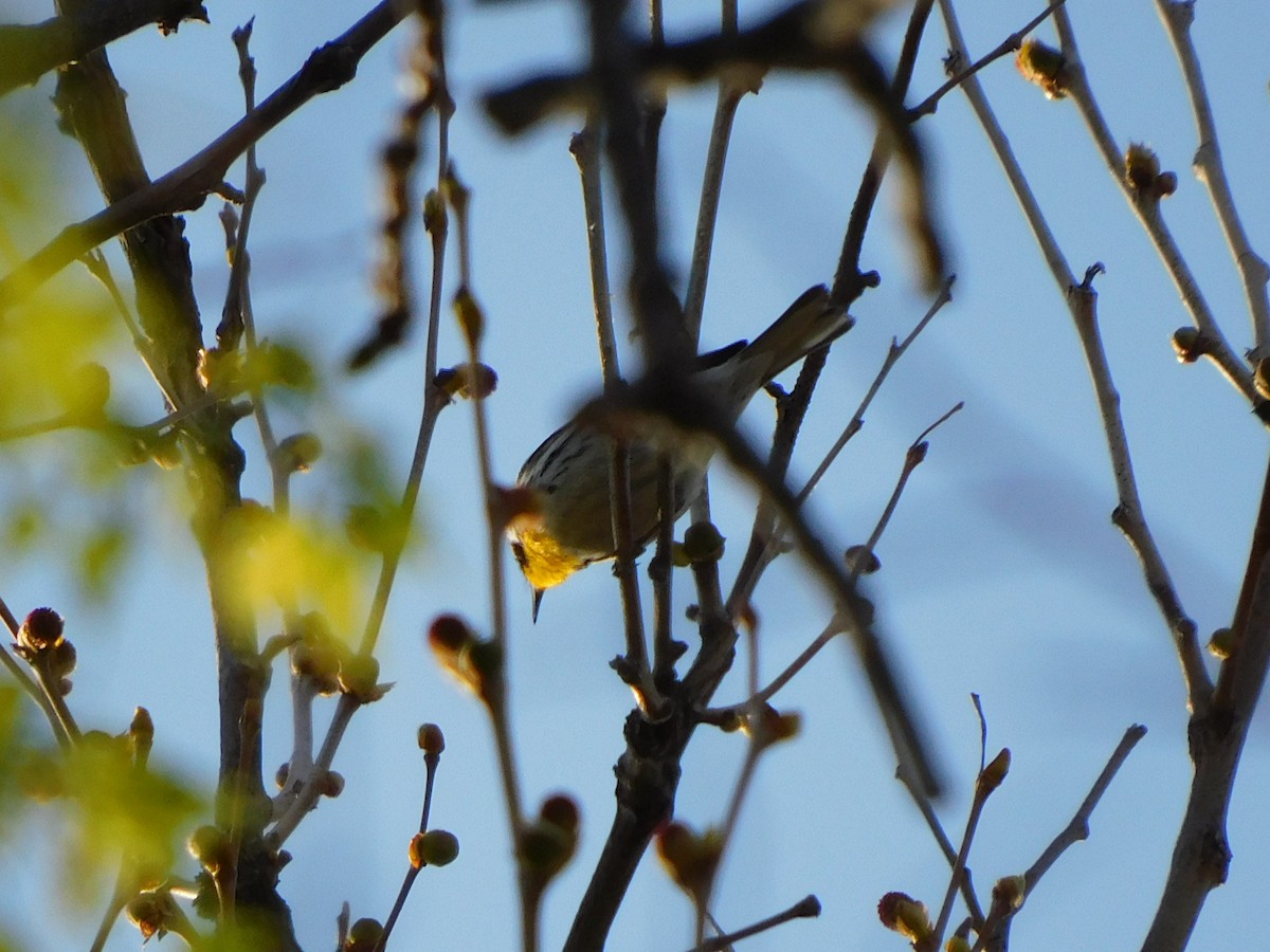 Yellow-throated Warbler - ML326087481