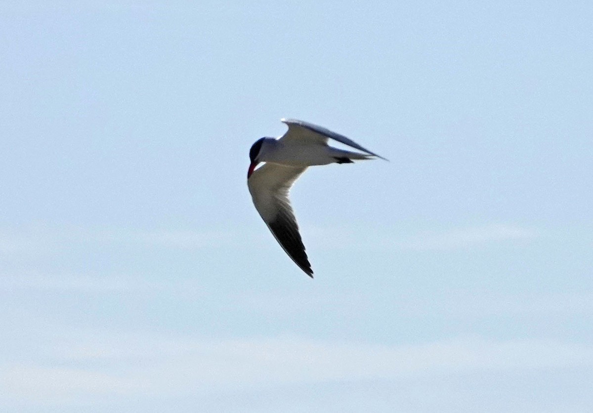 Caspian Tern - ML326091991