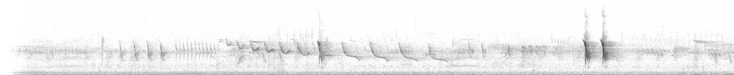 Tohi tacheté - ML32609231