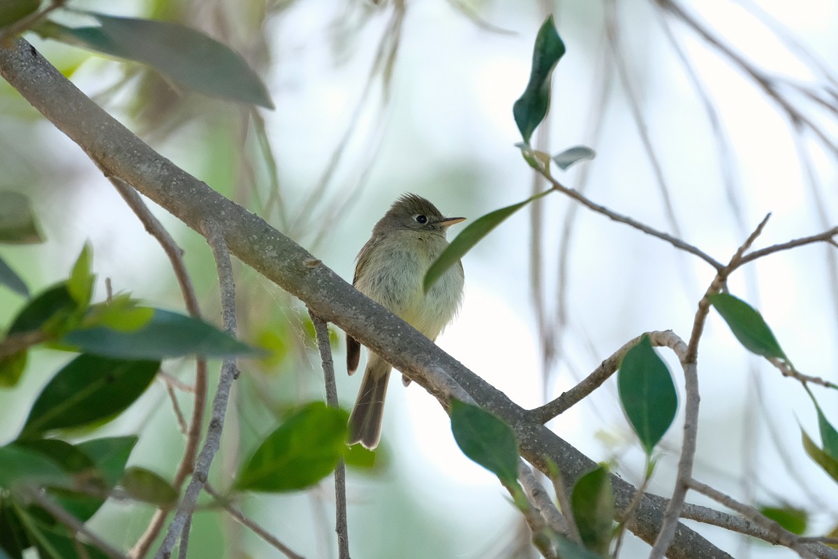 Western Flycatcher (Pacific-slope) - Madeleine Claire