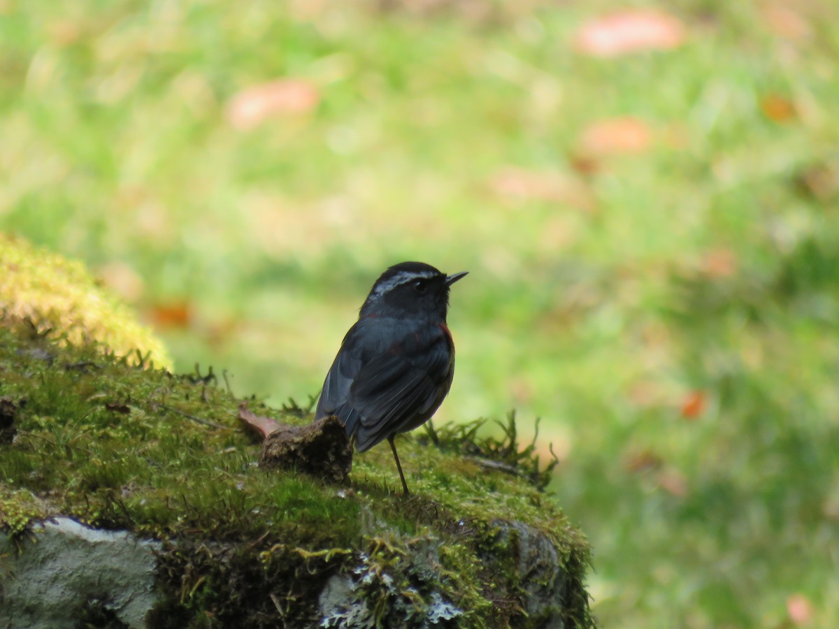 Collared Bush-Robin - ML326093251