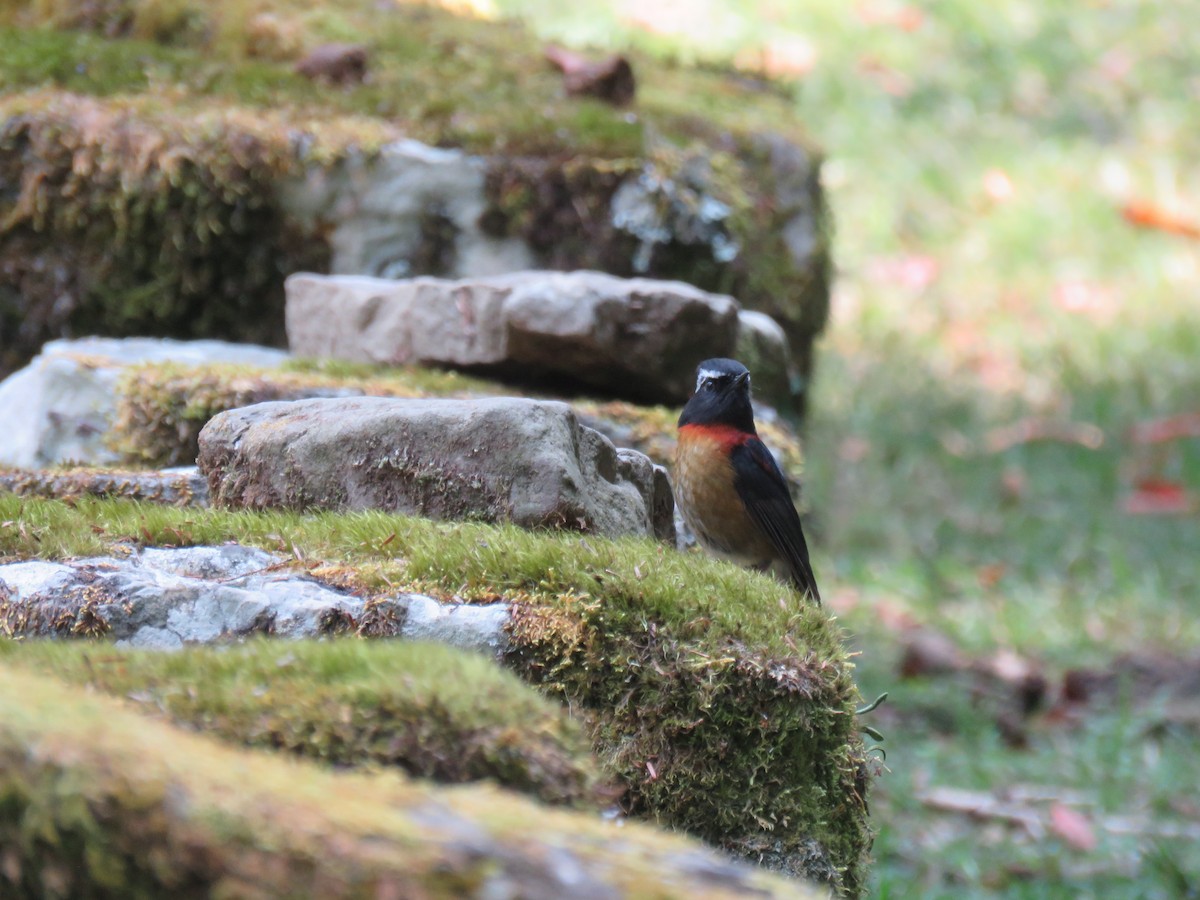 Collared Bush-Robin - ML326093261