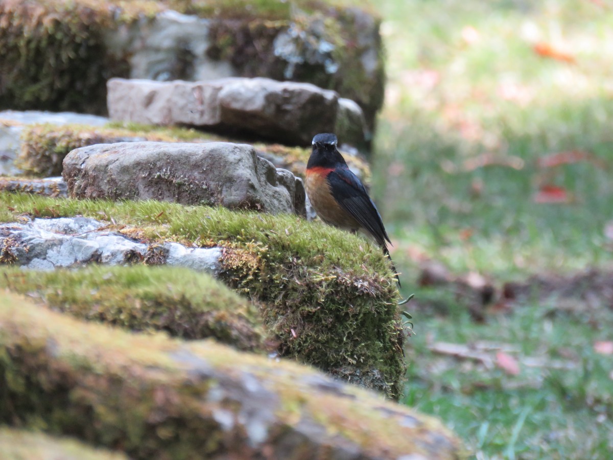 Collared Bush-Robin - ML326093271