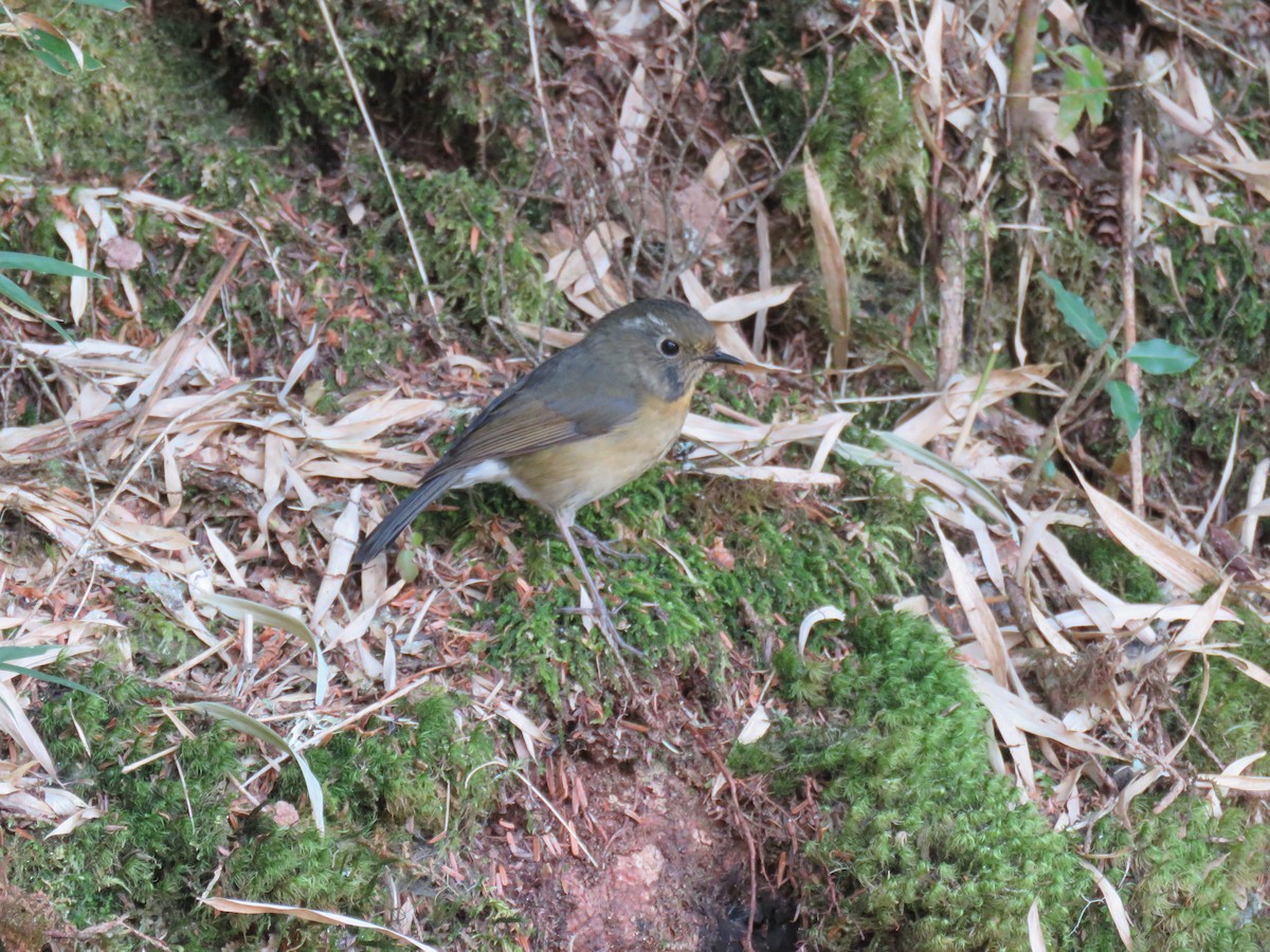 Collared Bush-Robin - ML326093291