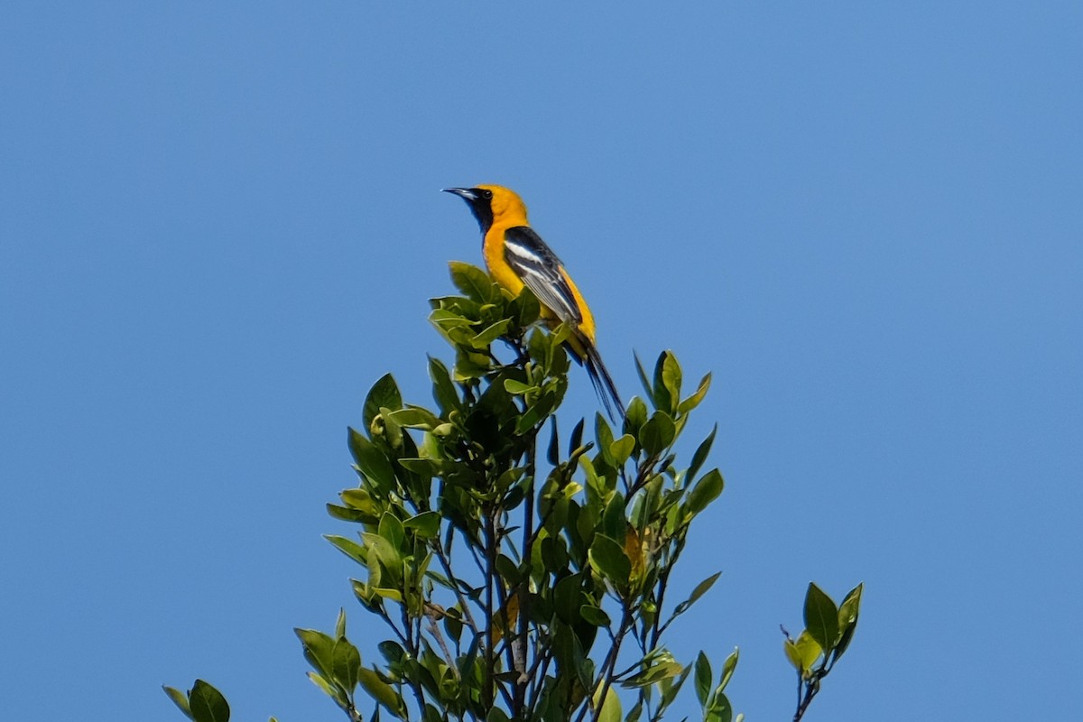 Hooded Oriole - Madeleine Claire