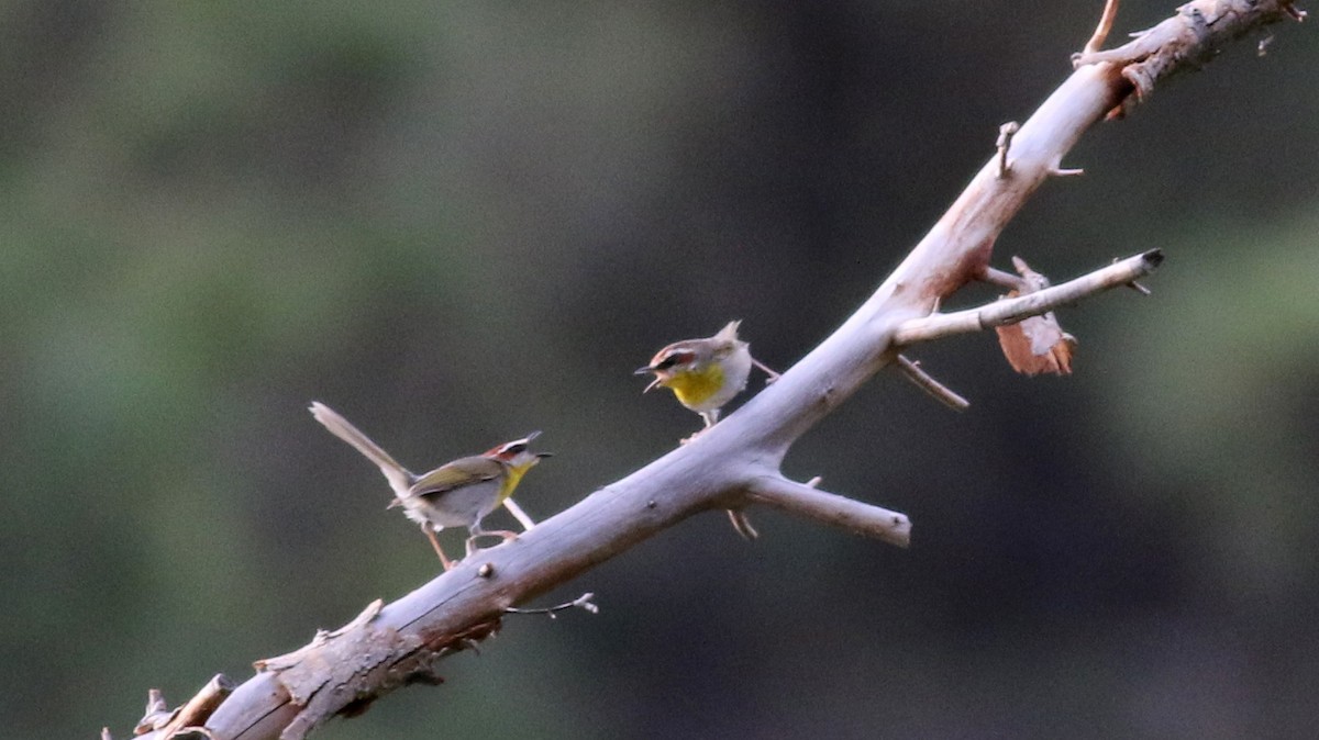 Rufous-capped Warbler - Jay McGowan