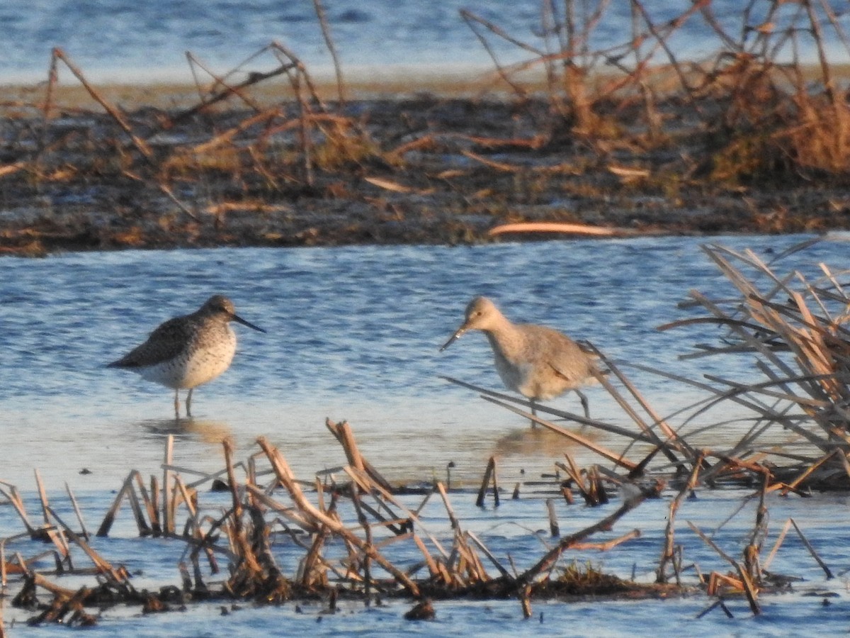 Greater Yellowlegs - ML326094421