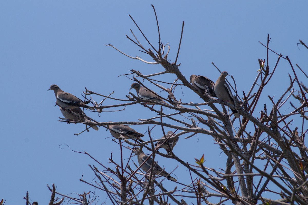 White-winged Dove - ML326095561