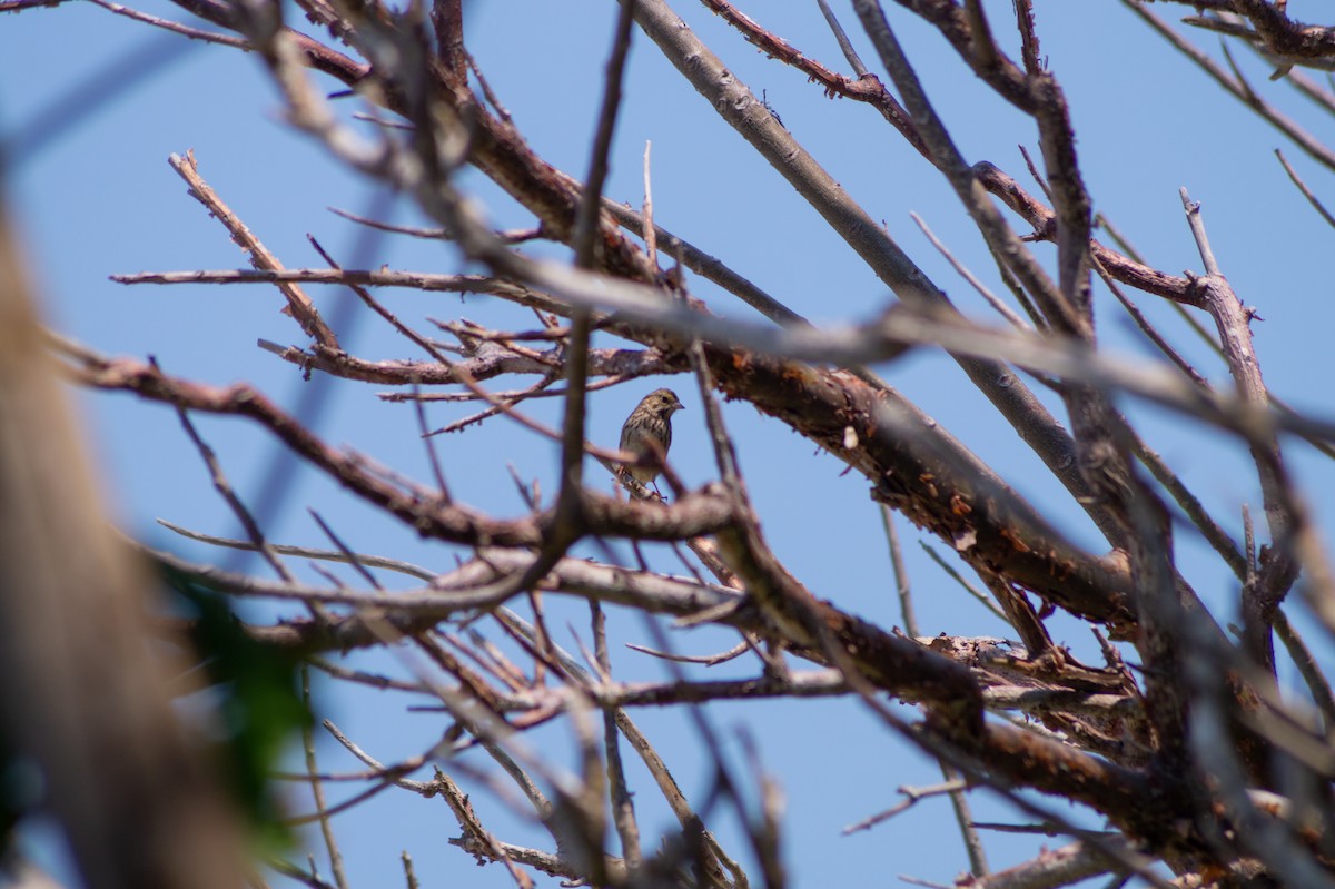 Savannah Sparrow - ML326097101