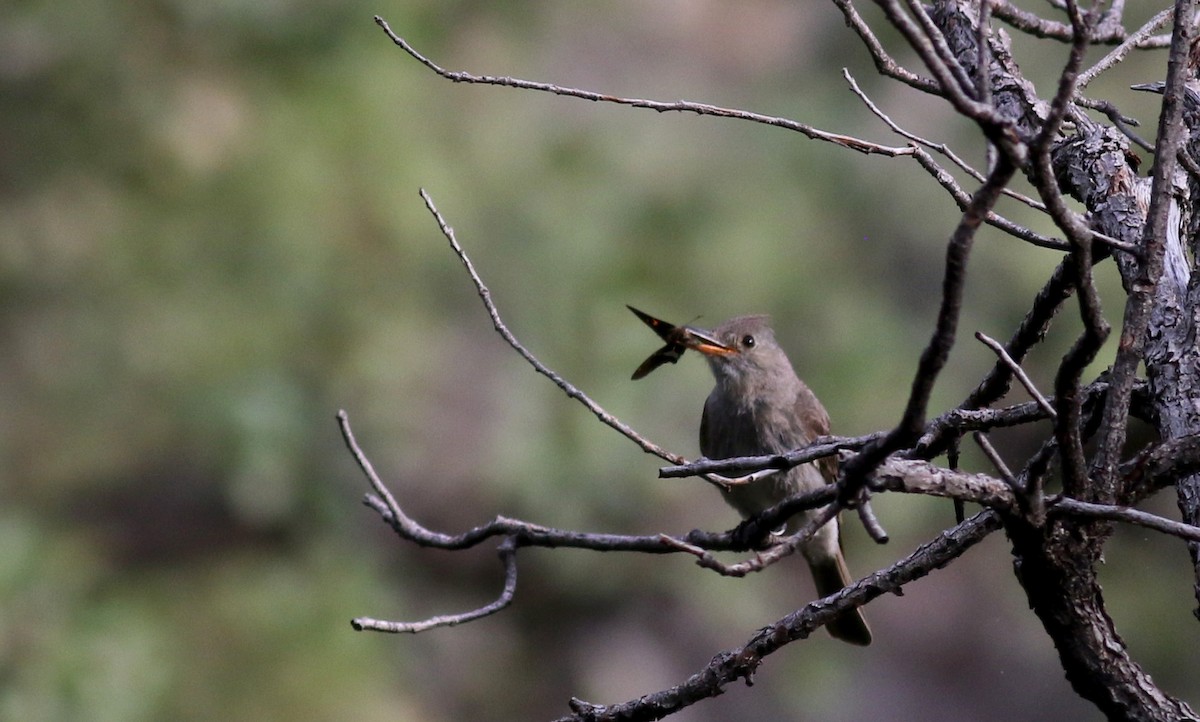 Moucherolle de Coues - ML32609731