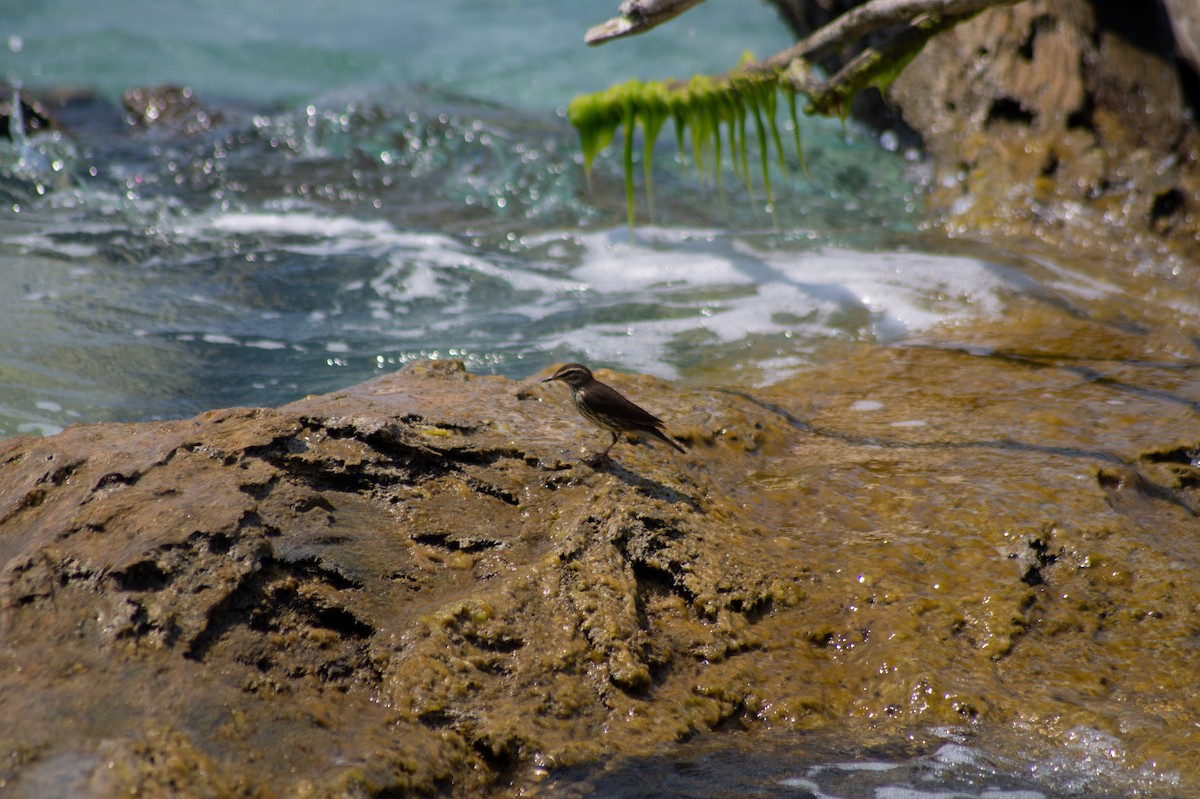 Northern Waterthrush - ML326097501