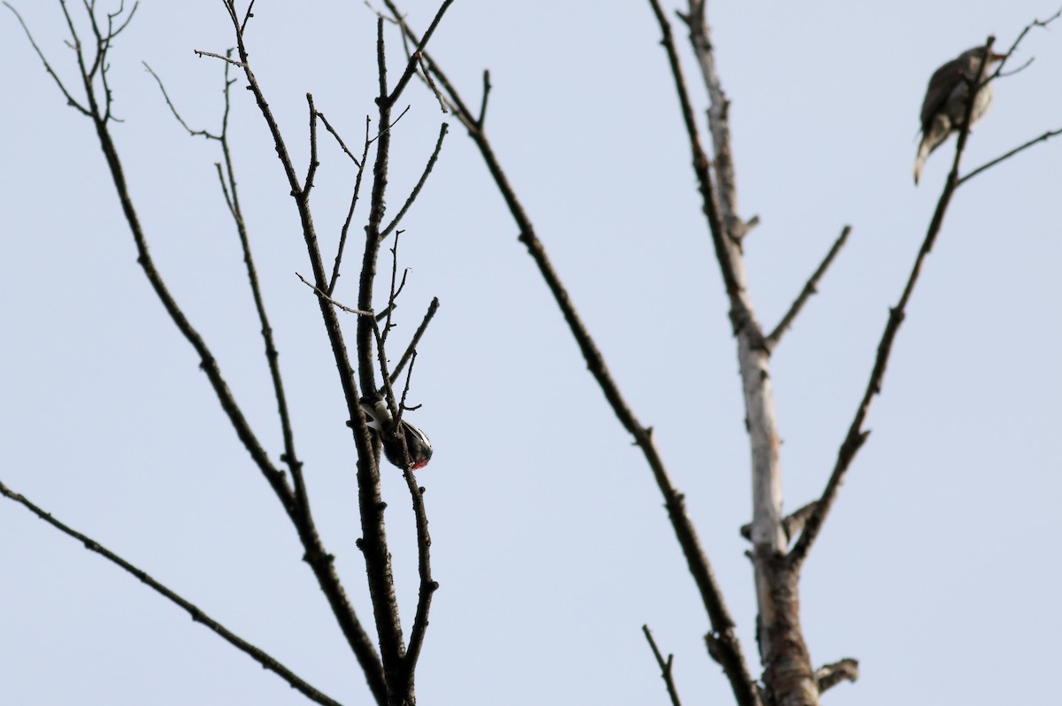 Painted Redstart - ML32609831