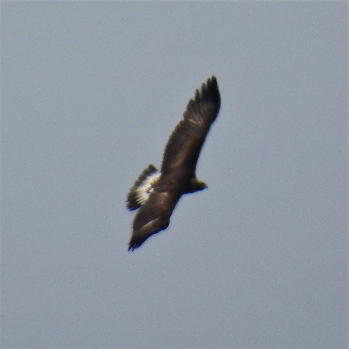 Golden Eagle - ML326099021