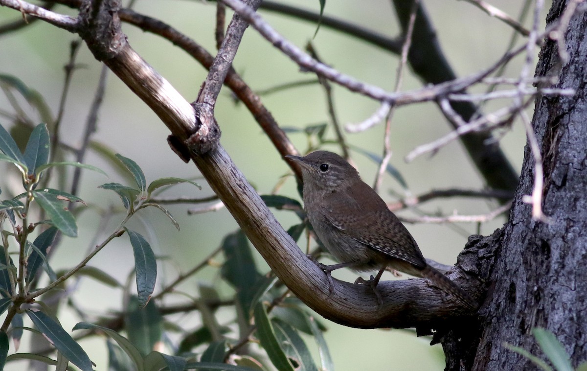 House Wren (Brown-throated) - ML32609981