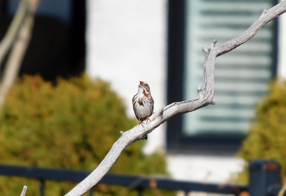 Song Sparrow - ML326100001