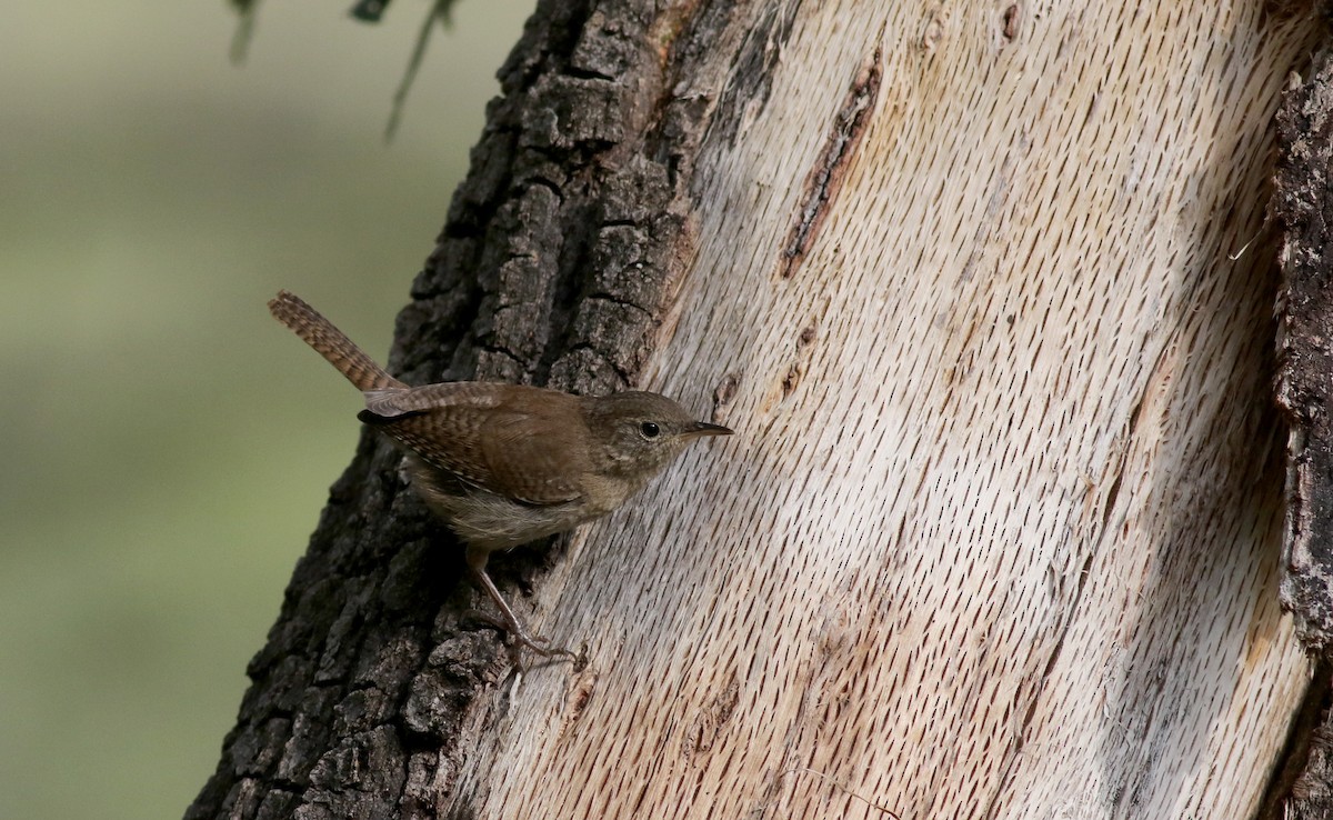 House Wren (Brown-throated) - Jay McGowan