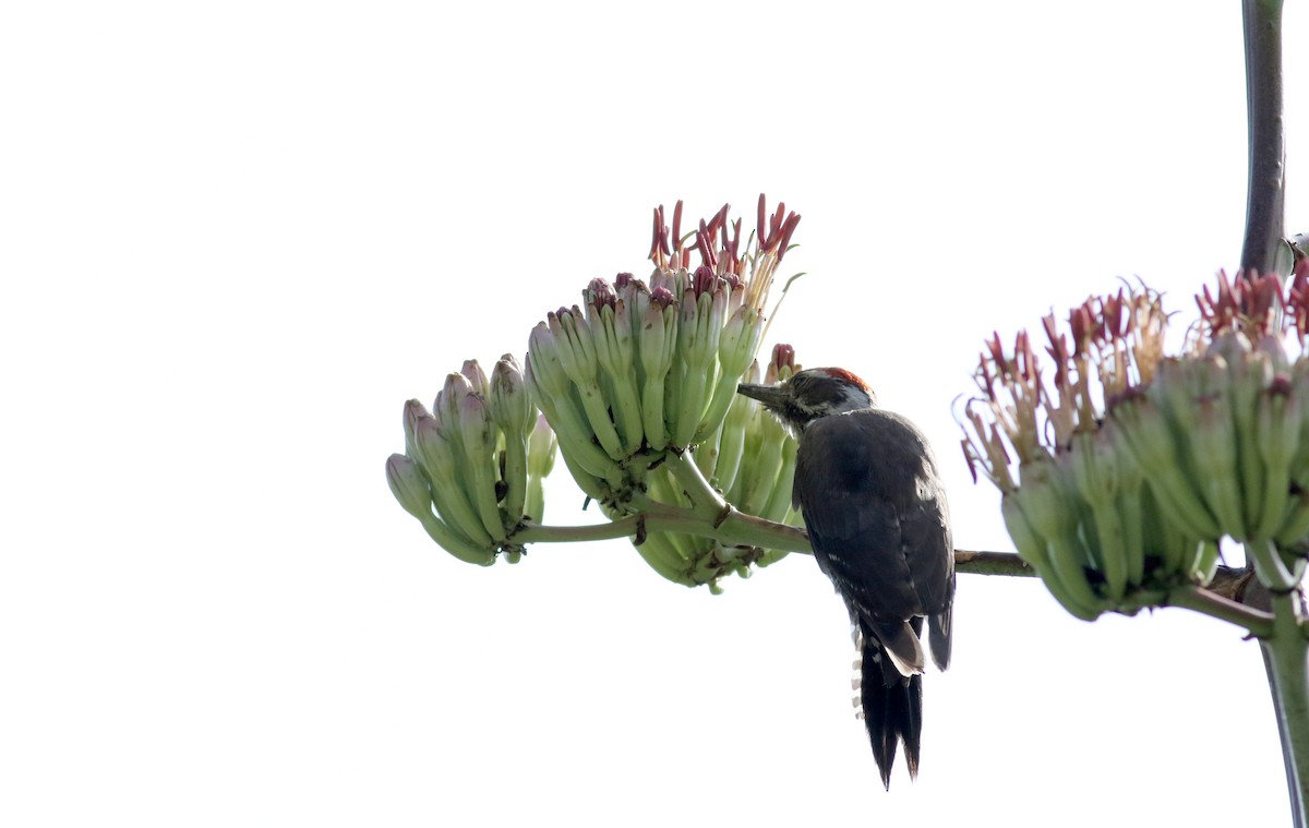 Arizona Woodpecker - Jay McGowan