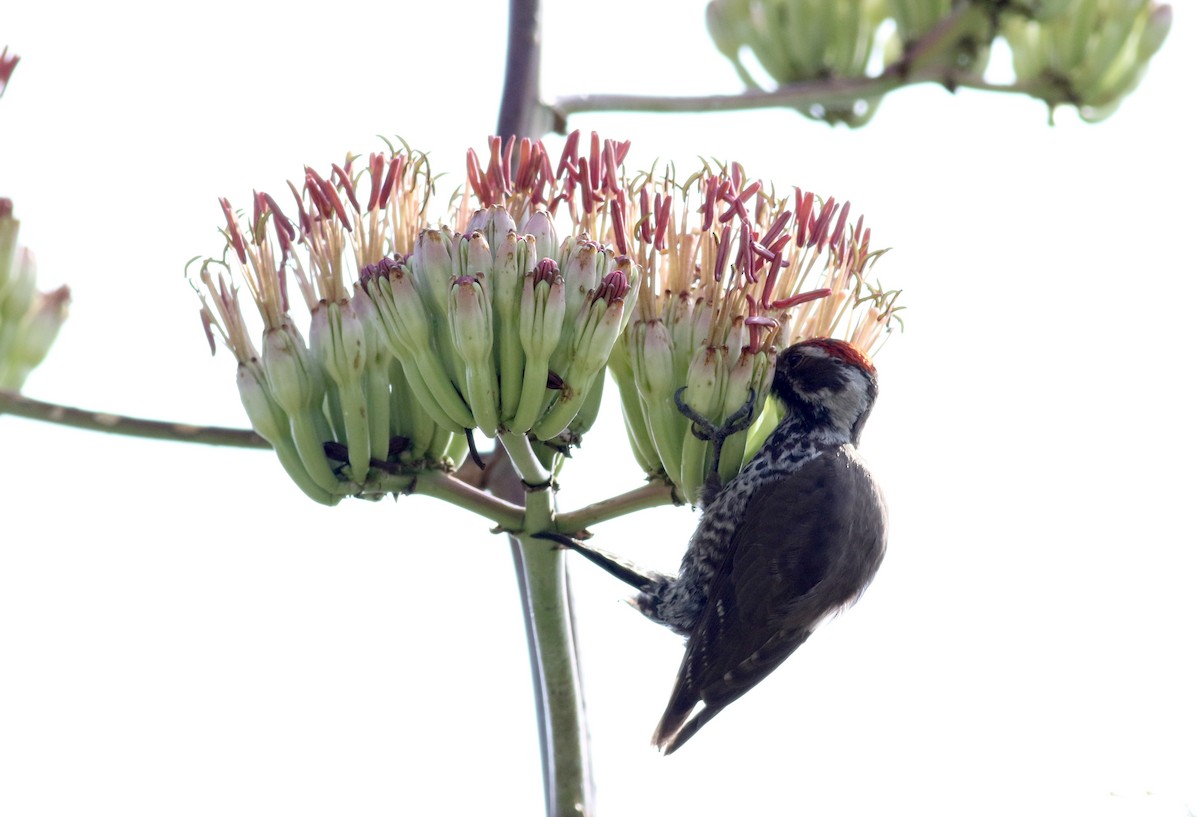 Arizona Woodpecker - Jay McGowan