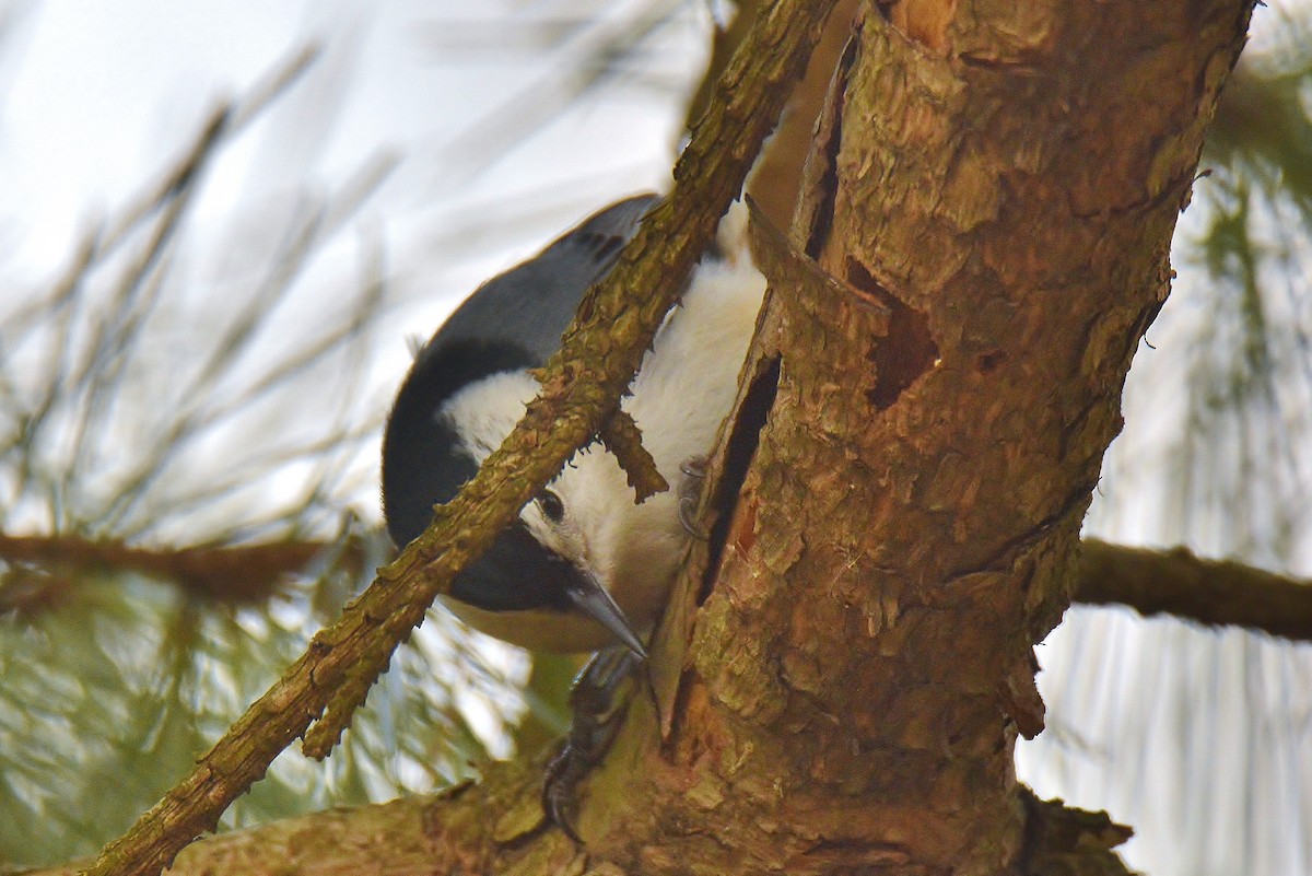 White-breasted Nuthatch - ML326104491