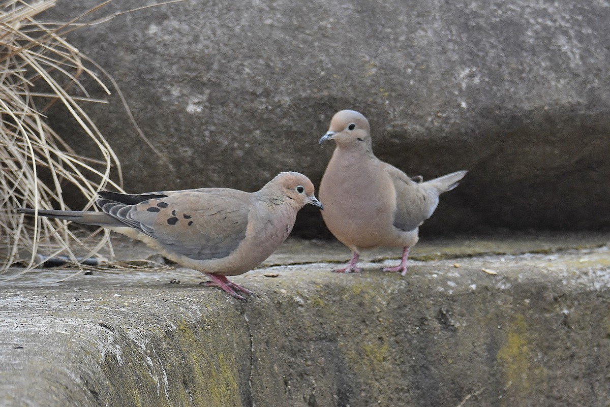 Mourning Dove - ML326104761