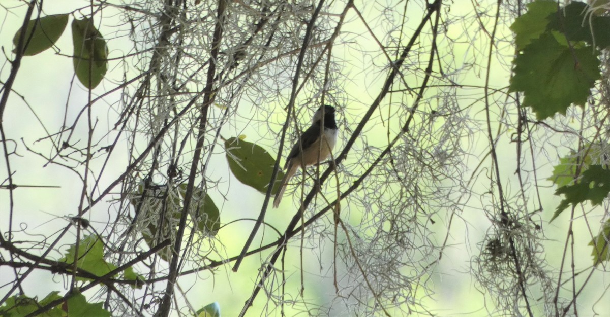 Carolina Chickadee - ML326105811