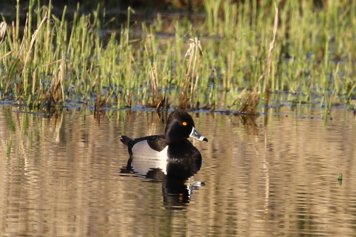 Ring-necked Duck - John F. Gatchet