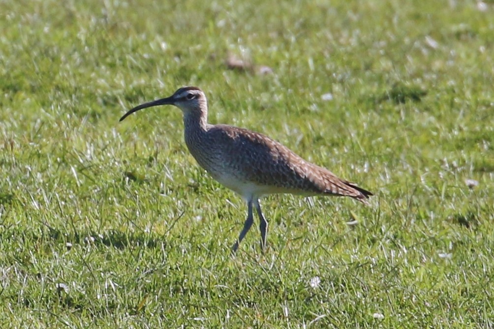 Regenbrachvogel - ML326106681