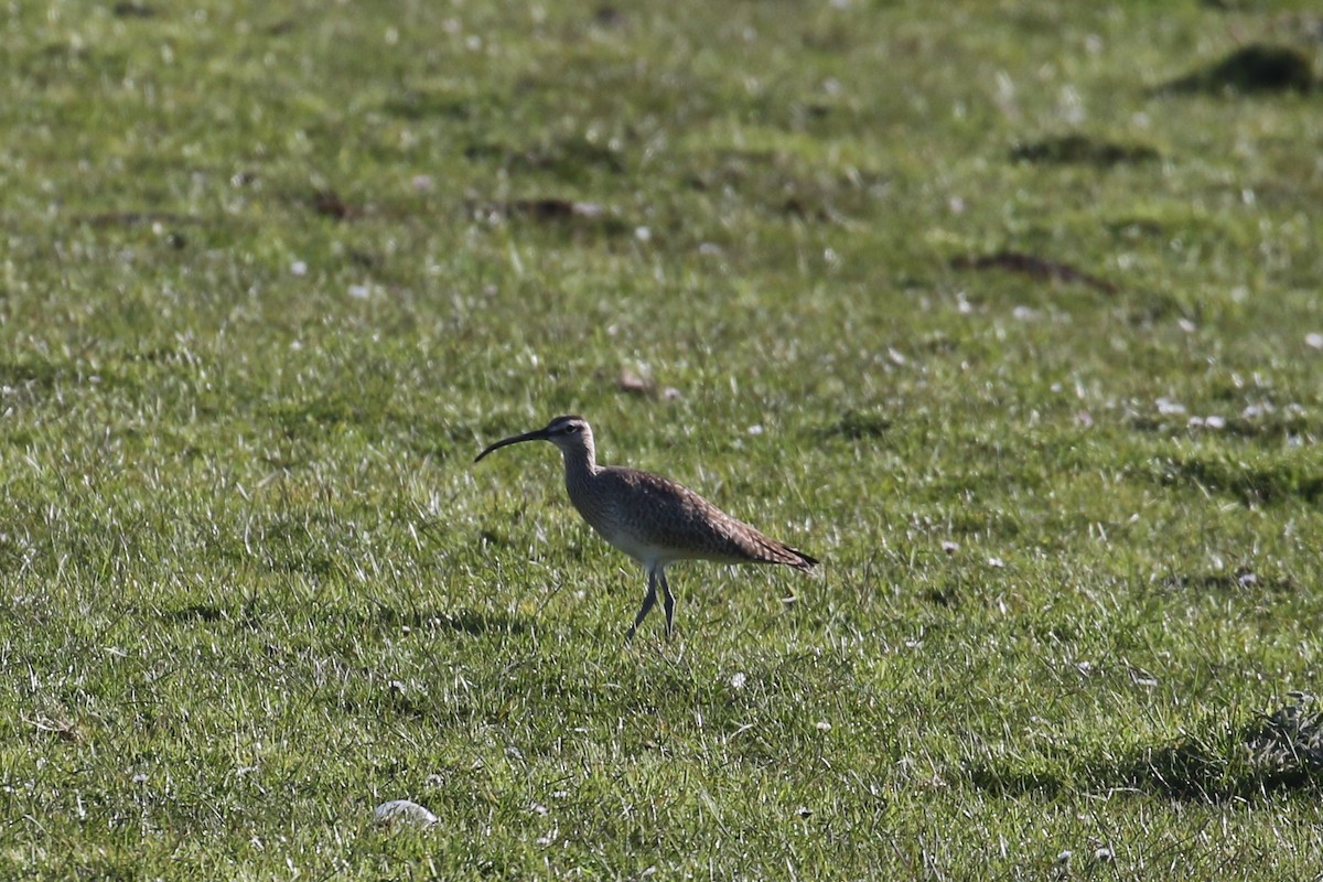 Whimbrel - ML326106751