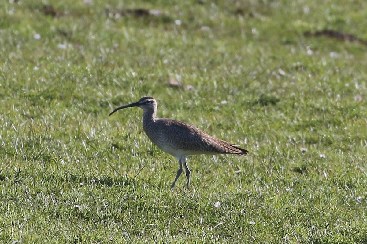 Whimbrel - John F. Gatchet