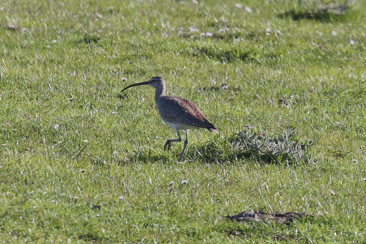 Regenbrachvogel - ML326106951