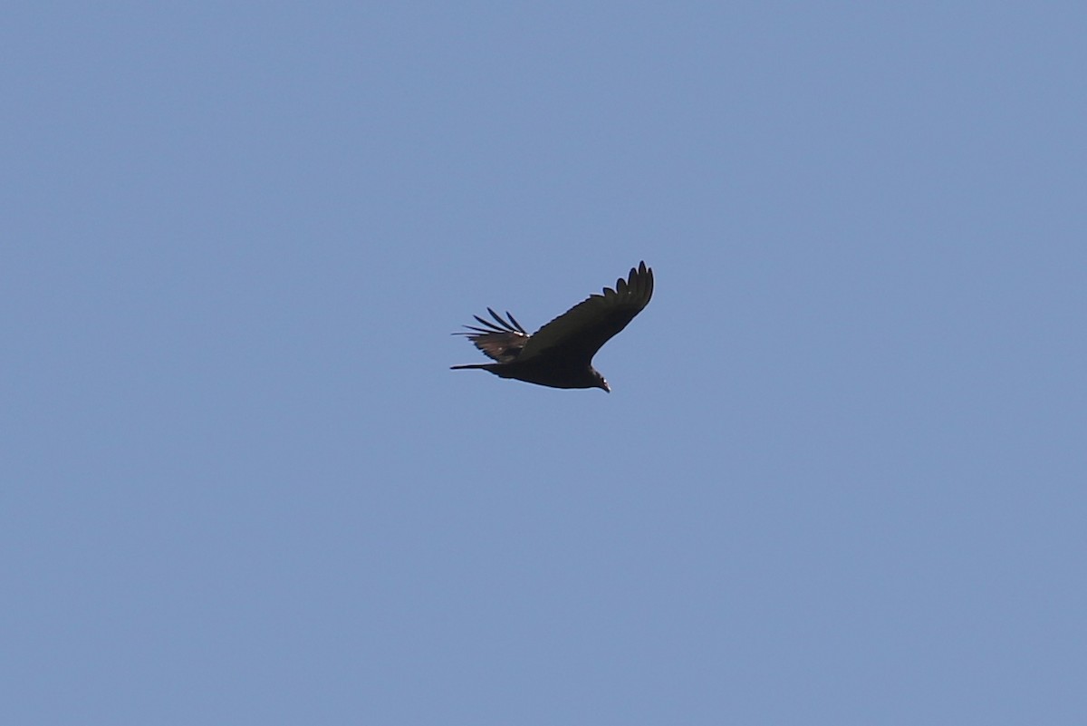 Turkey Vulture - John F. Gatchet