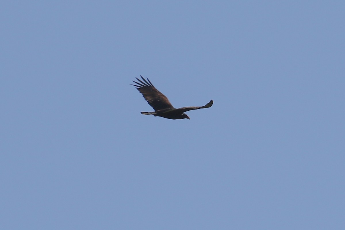 Turkey Vulture - ML326107411