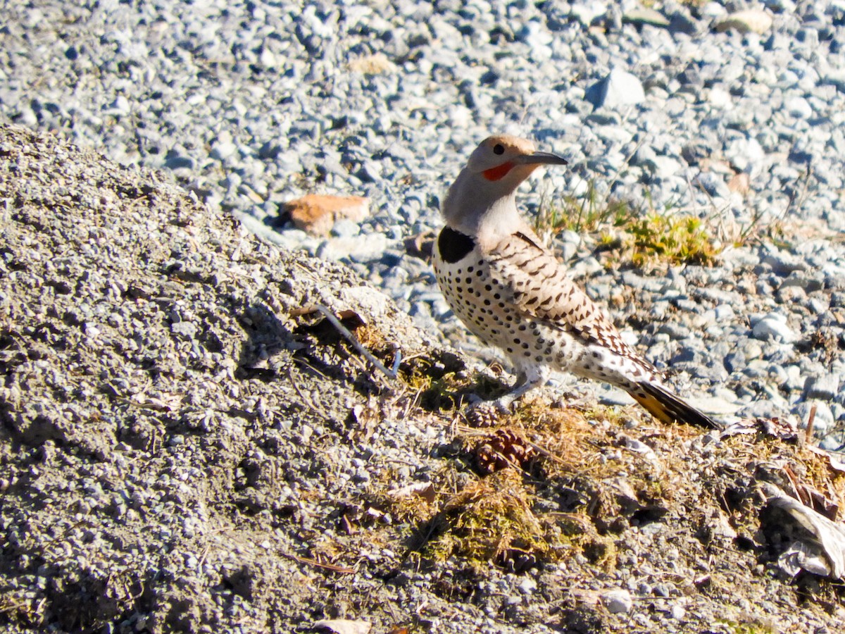 Northern Flicker (Yellow-shafted x Red-shafted) - ML326107721
