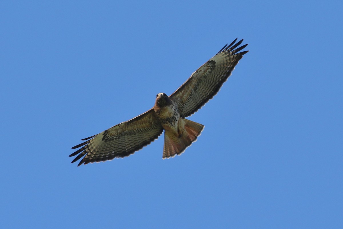 Red-tailed Hawk - John F. Gatchet