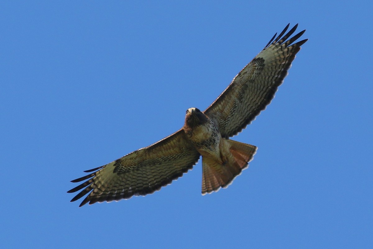Red-tailed Hawk - John F. Gatchet