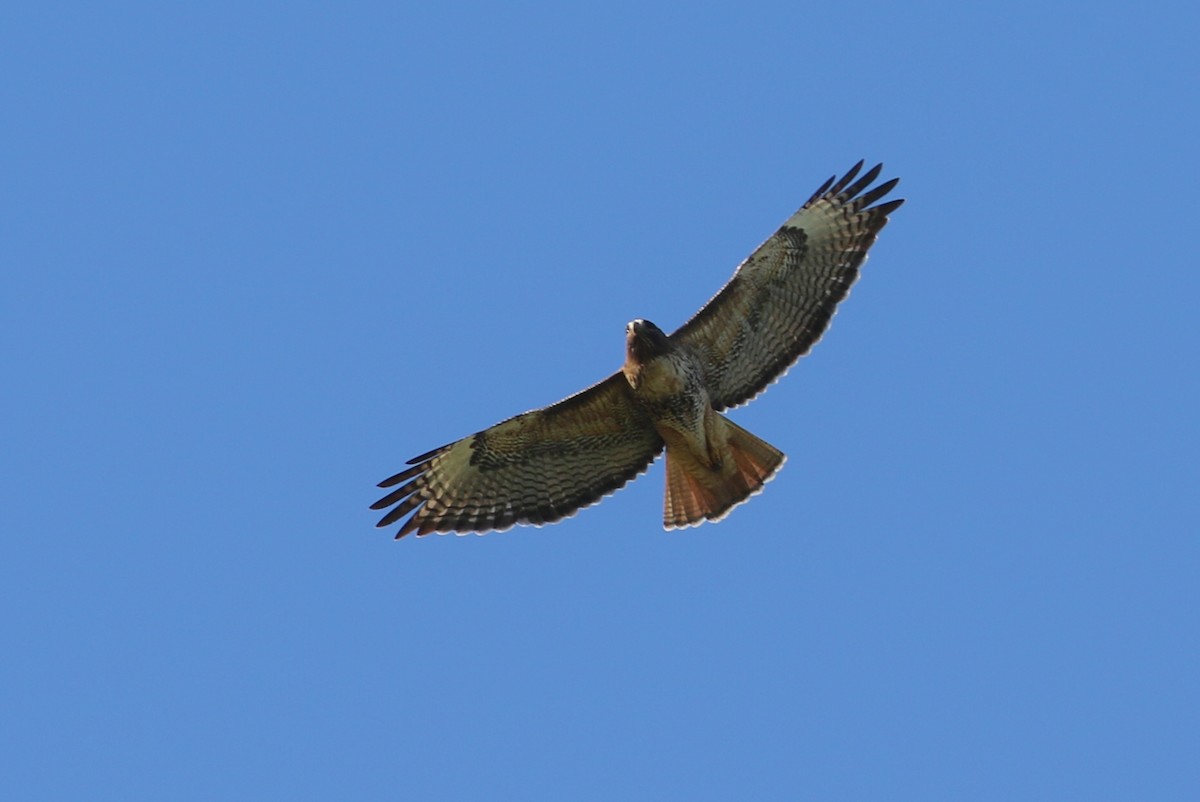 Rotschwanzbussard - ML326108181