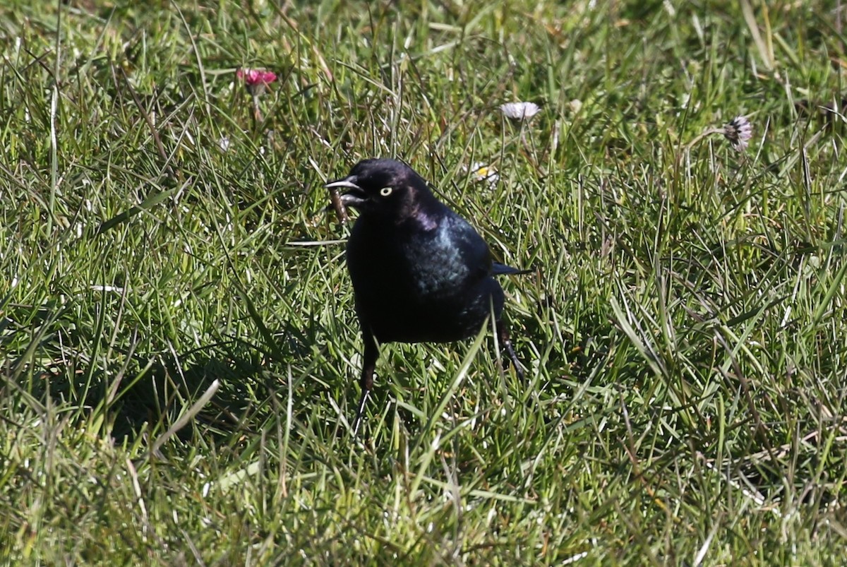 Brewer's Blackbird - John F. Gatchet