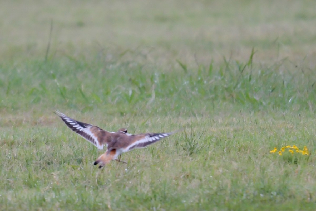 Killdeer - ML32611111