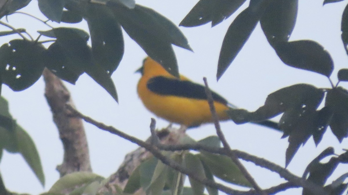 Yellow-backed Oriole - ML326111141